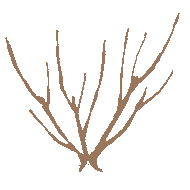 1a ～ 1d. 四季咲き木立の樹形タイプ
