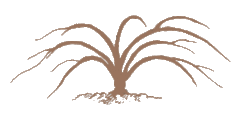 オールドガリガ型樹形 - 半自立横張型