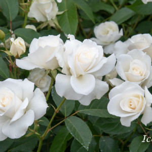 アイスバーグ - フロリバンダ最高傑作、完成された白の名花