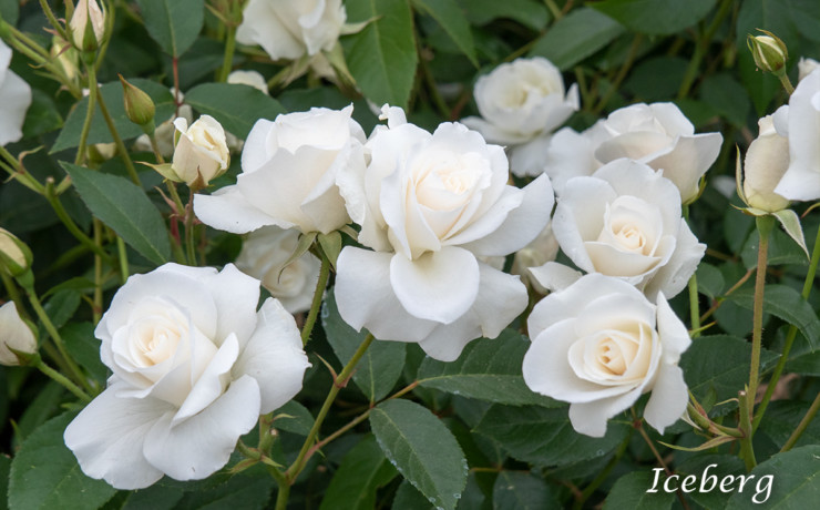 アイスバーグ - フロリバンダ最高傑作、完成された白の名花