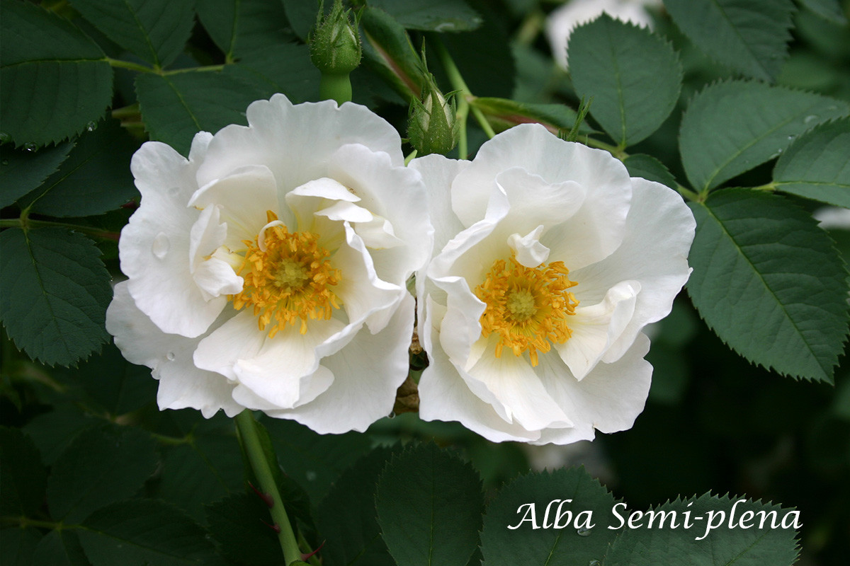 アルバ セミプレナ -清楚な純白の花と、青味を帯びた葉が美しいアルバローズ代表格