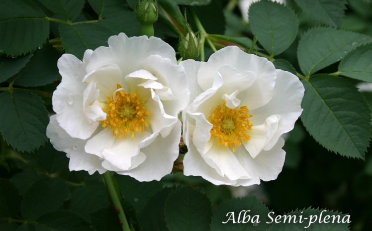 アルバ セミプレナ -清楚な純白の花と、青味を帯びた葉が美しいアルバローズ代表格