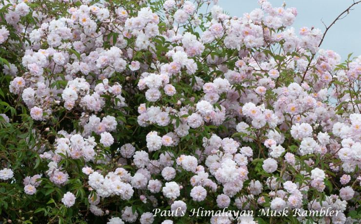 ポールズ ヒマラヤン ムスク ランブラー - ランブラー屈指の花付き、はらはらと散る姿は桜のよう