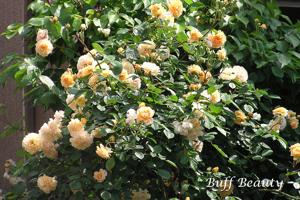 バフ ビューティー - 返り咲きがある杏黄色の花色、そしてムスク香