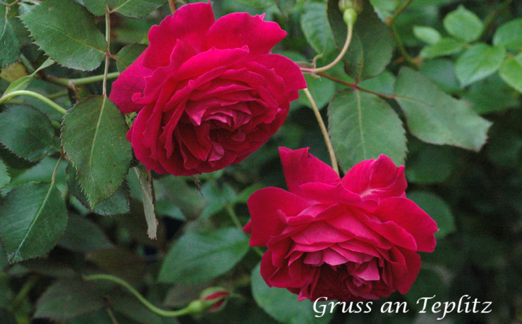グルス アン テプリッツ -明治時代から愛されている、ローズ赤の名花