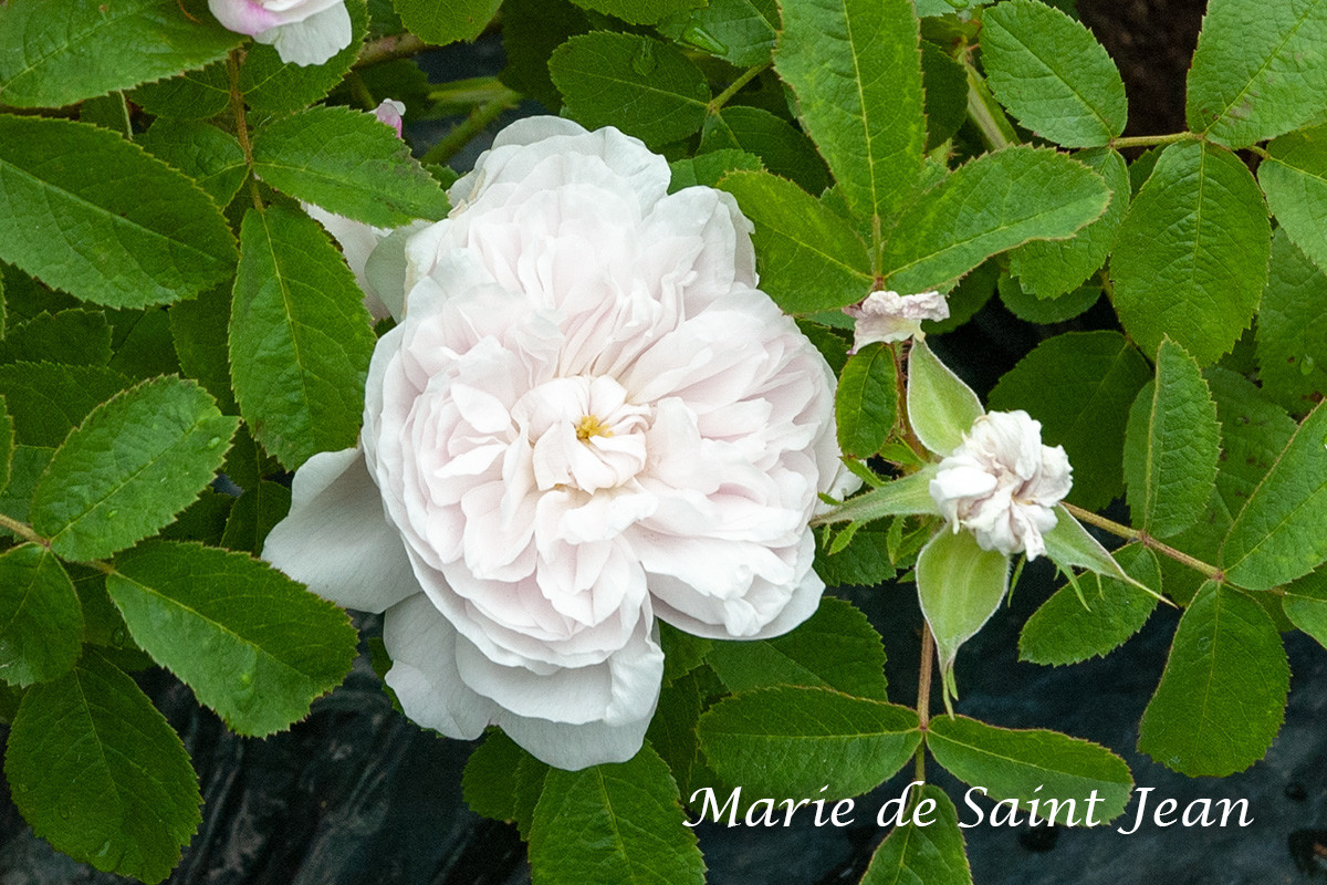 マリー ド サンジャン - 小型つるバラとして清らかな演出