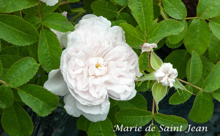 マリー ド サンジャン - 小型つるバラとして清らかな演出