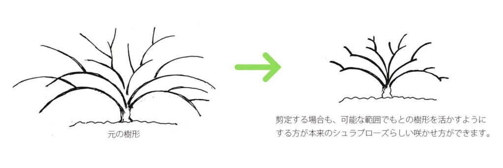 剪定する場合も、可能な範囲でもとの樹形を活かすようにする方が本来のシュラブローズらしい咲かせ方ができます。