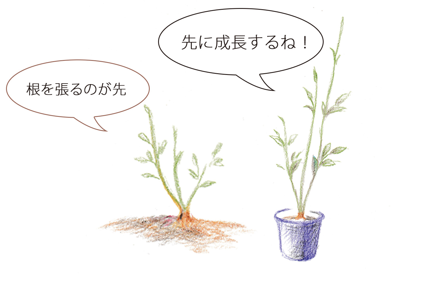 鉢植えと地植えは見た目の生育の早さが違う