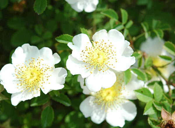 ロサ アルウェンシス – Rosa arvensis