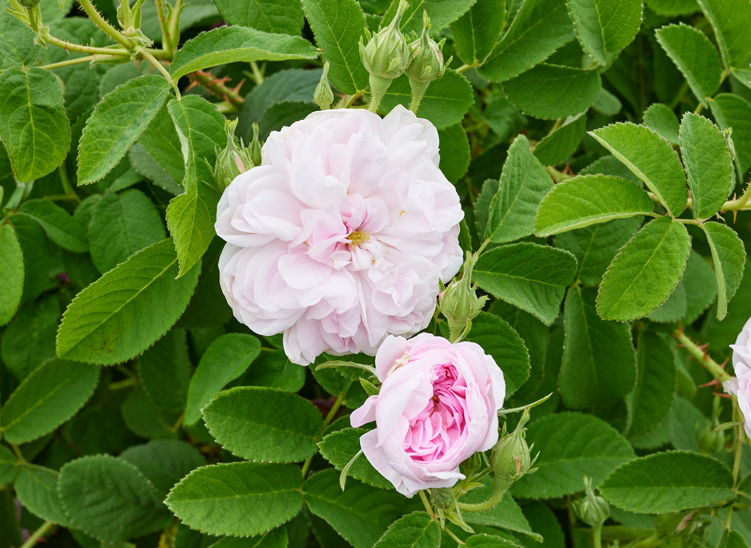 アガサ インカルナータ - Agathe Incarnata