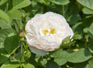 アルバ マキシマ - Alba Maxima