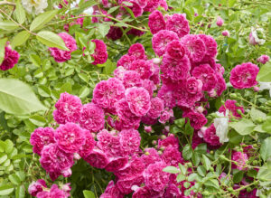 アレキサンダー ジロー - Alexander Girault