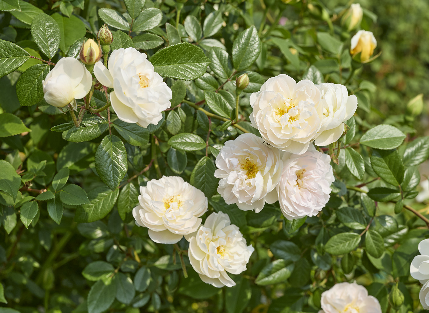 アンナ マリー コッテ - Anne-Marie Côte