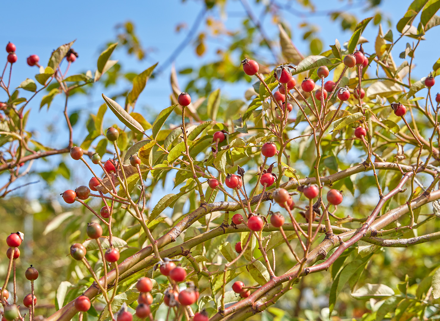 ブルー ランブラー - Blue Rambler