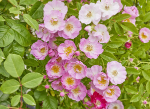 ブラッシュ ランブラー - Blush Rambler