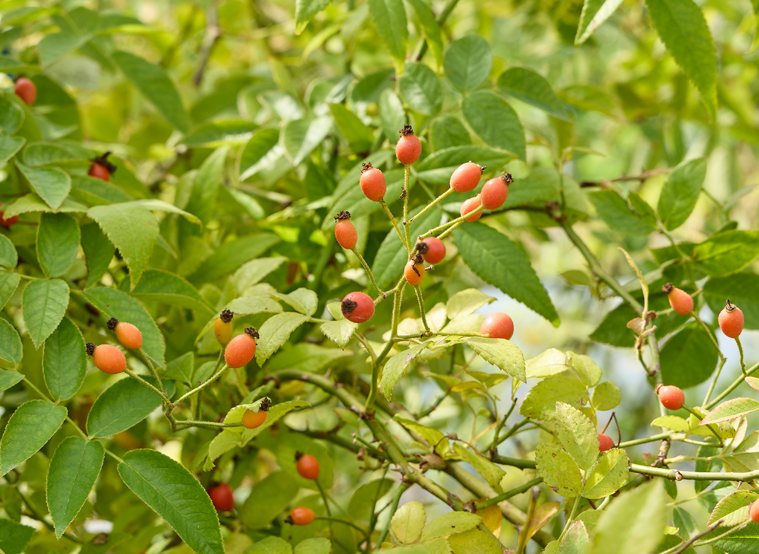 ボビー ジェームス - Bobbie James