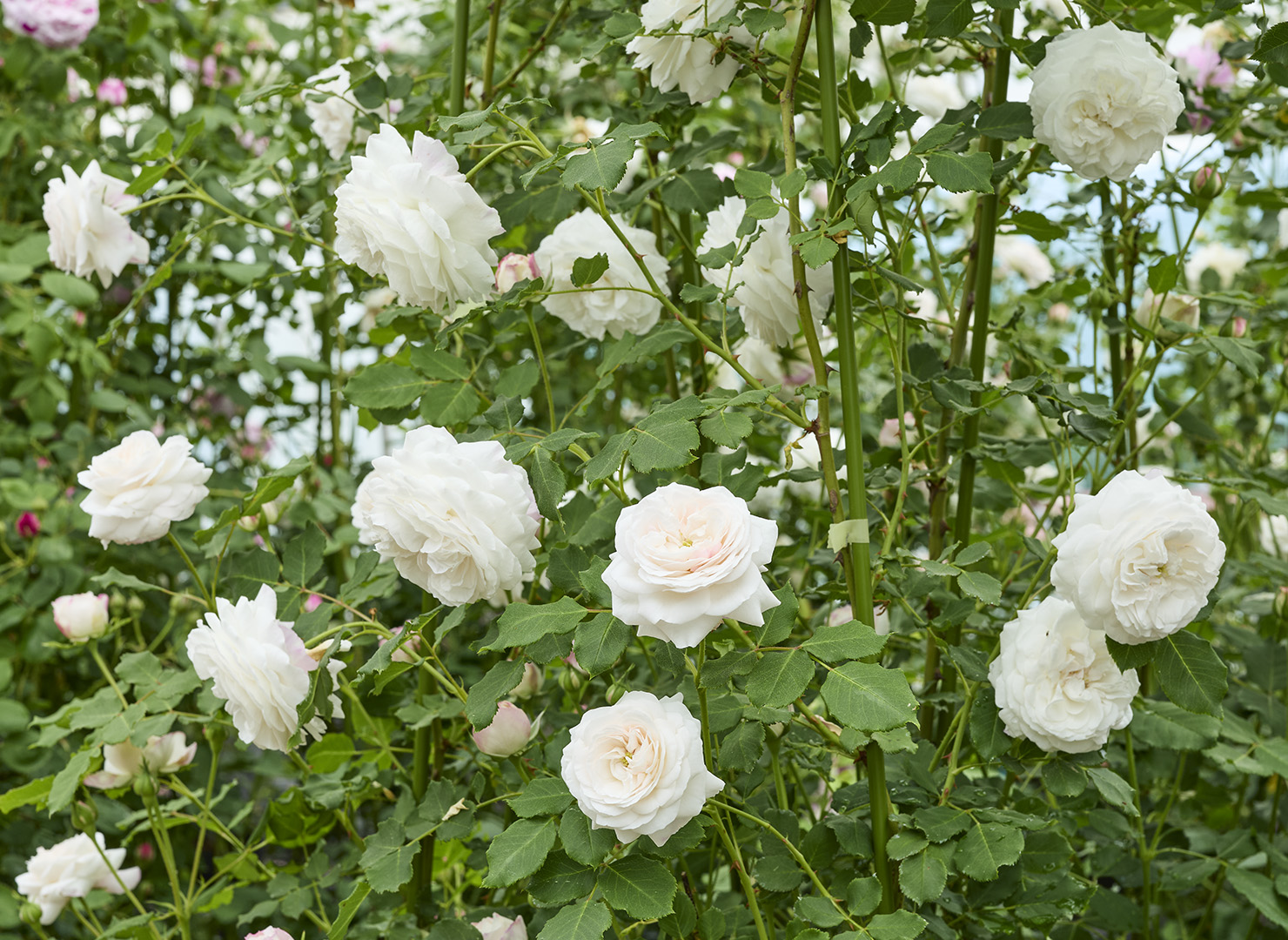 ブール ド ネージュ – Boule de Neige | 姫野ばら園八ヶ岳農場