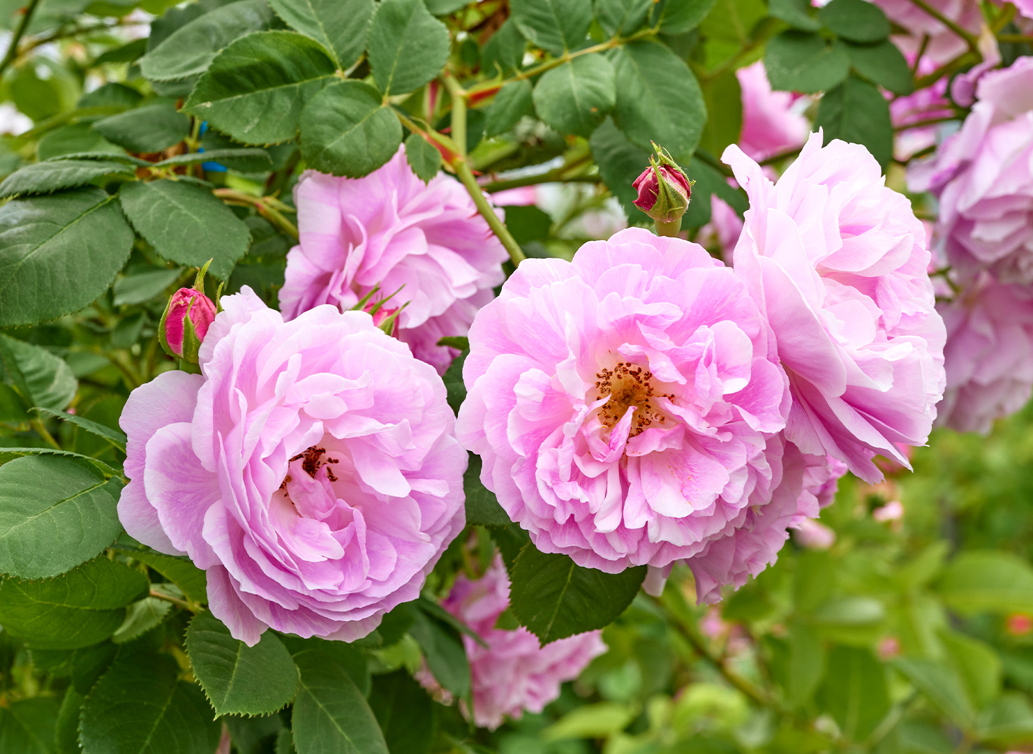 ブルボン クイーン - Bourbon Queen