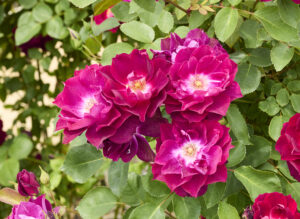 カーディナル ヒューム - Cardinal Hume