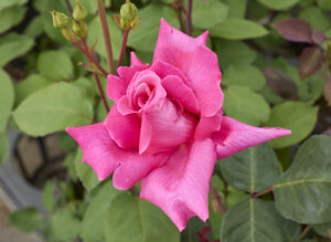 カトリーヌ コルデス - Cathrine Kordes