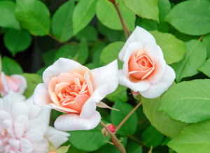 セシル ブルンネ – Cecile Brunner