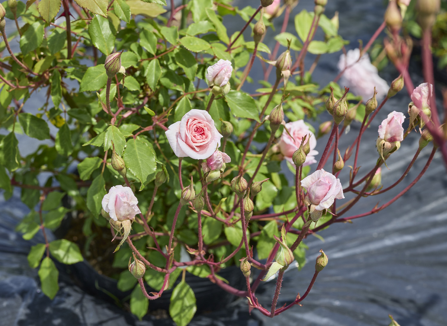 セシル ブルンネ - Cecile Brunner