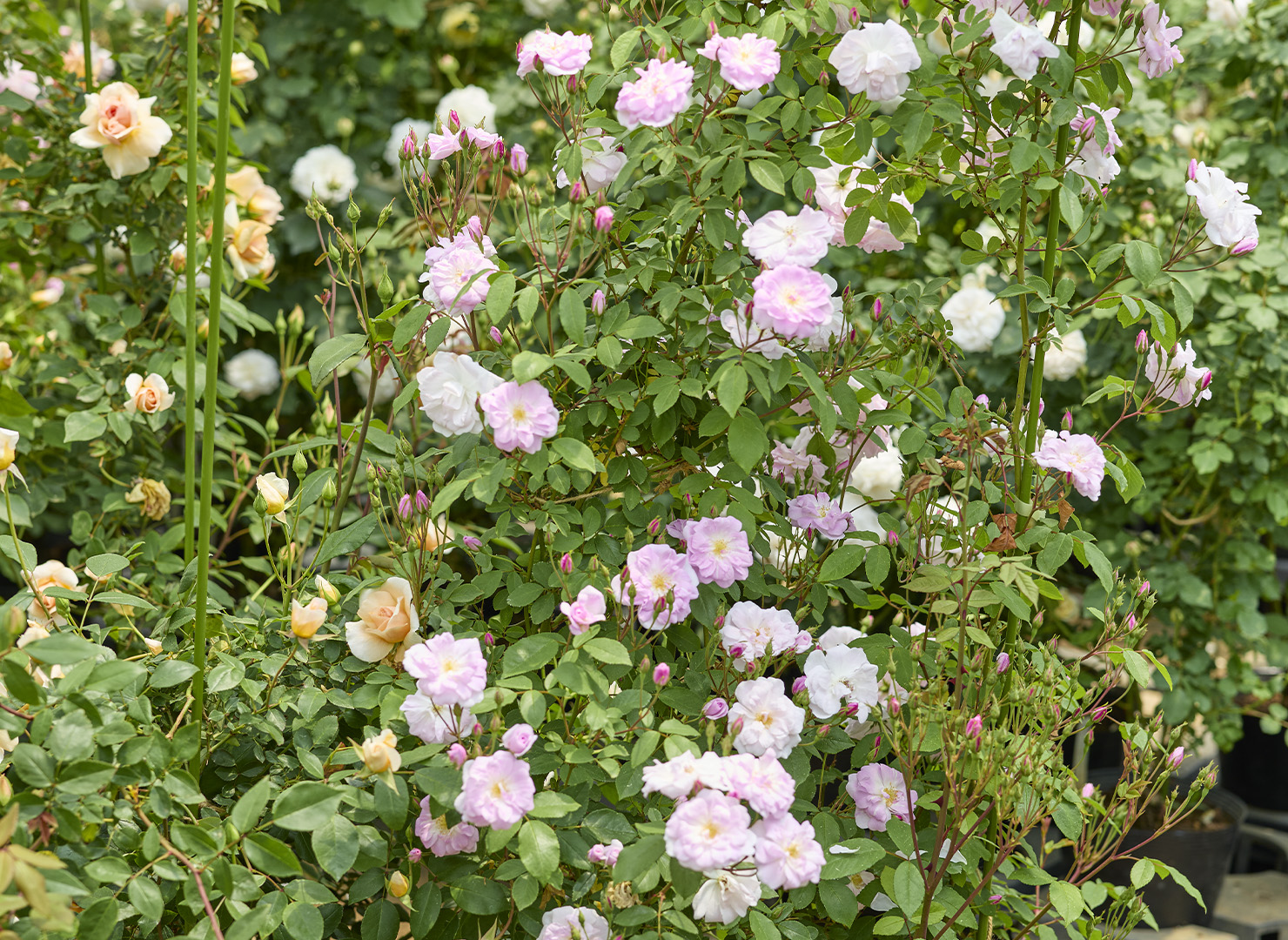 シャンデリアローズ シャンプニーズ ピンク クラスター – Champney's Pink Cluster | 姫