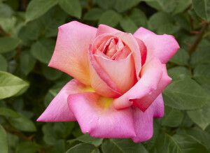 シカゴ ピース - Chicago Peace