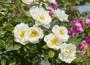 シティー オブ ヨーク - City of York