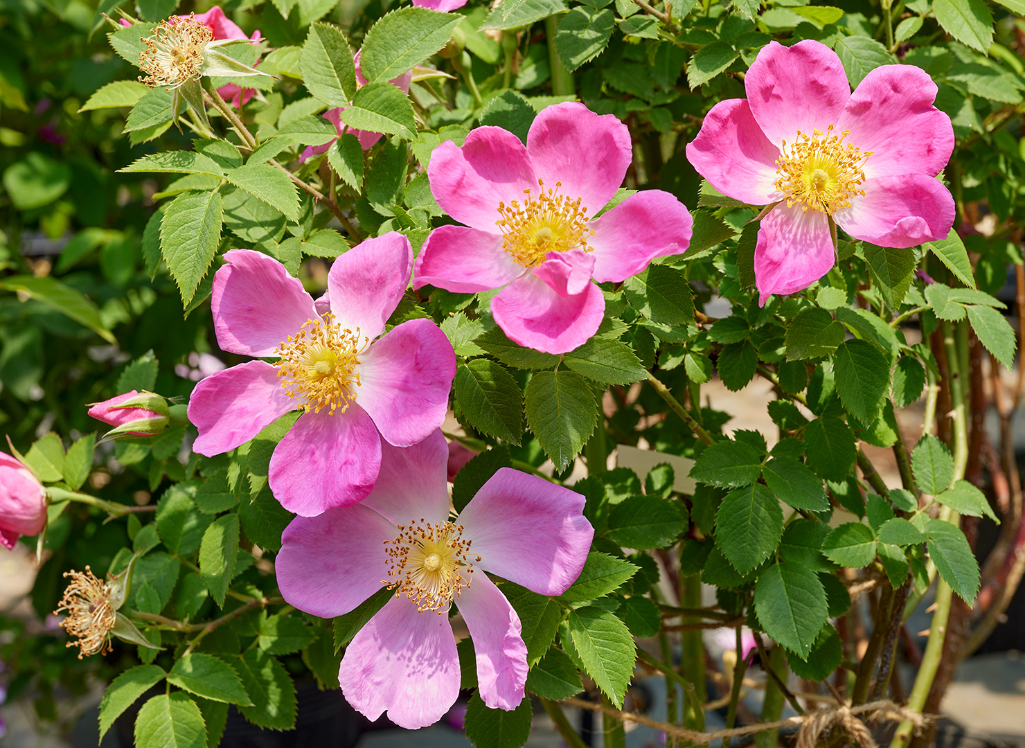 コンプリカータ - Complicata