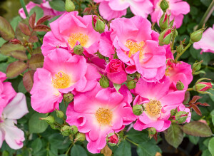 カウンティフェア - County Fair