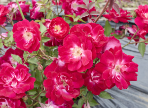 クラモワジ スペリオール - Cramoisi Superieur