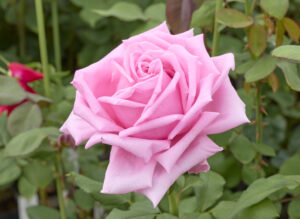 デーム エディス ヘレン - Dame Edith Helen