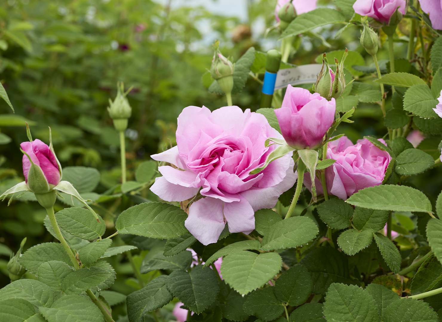 エンプレス ジョセフィーヌ - Empress Josephine