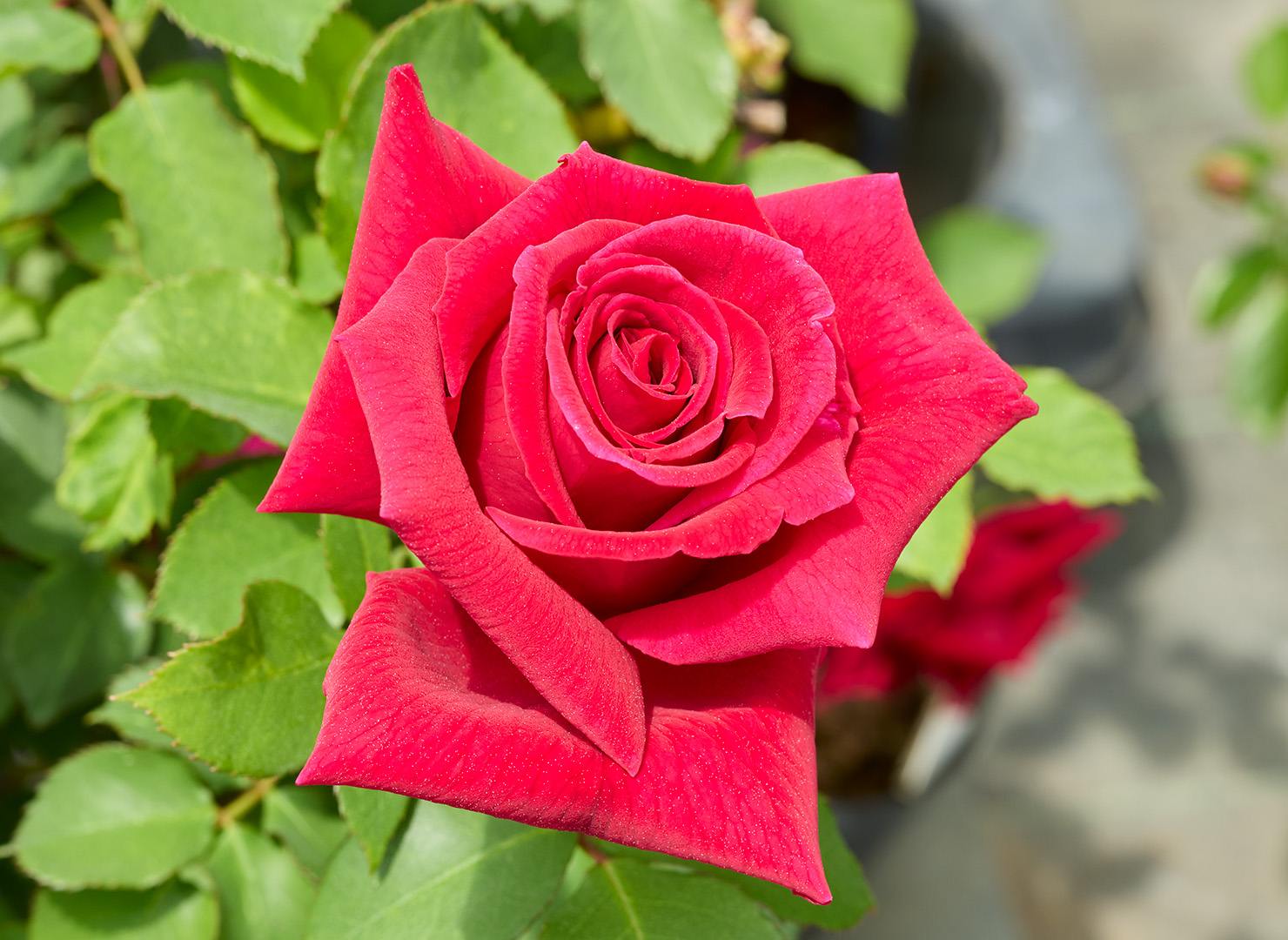 イナ ハークネス - Ena Harkness