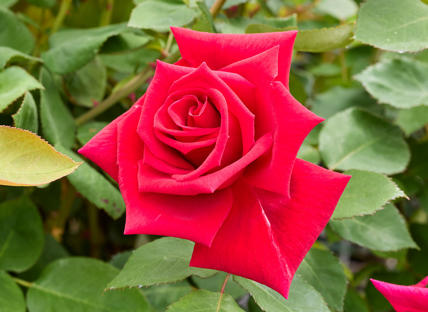 イナ ハークネス - Ena Harkness