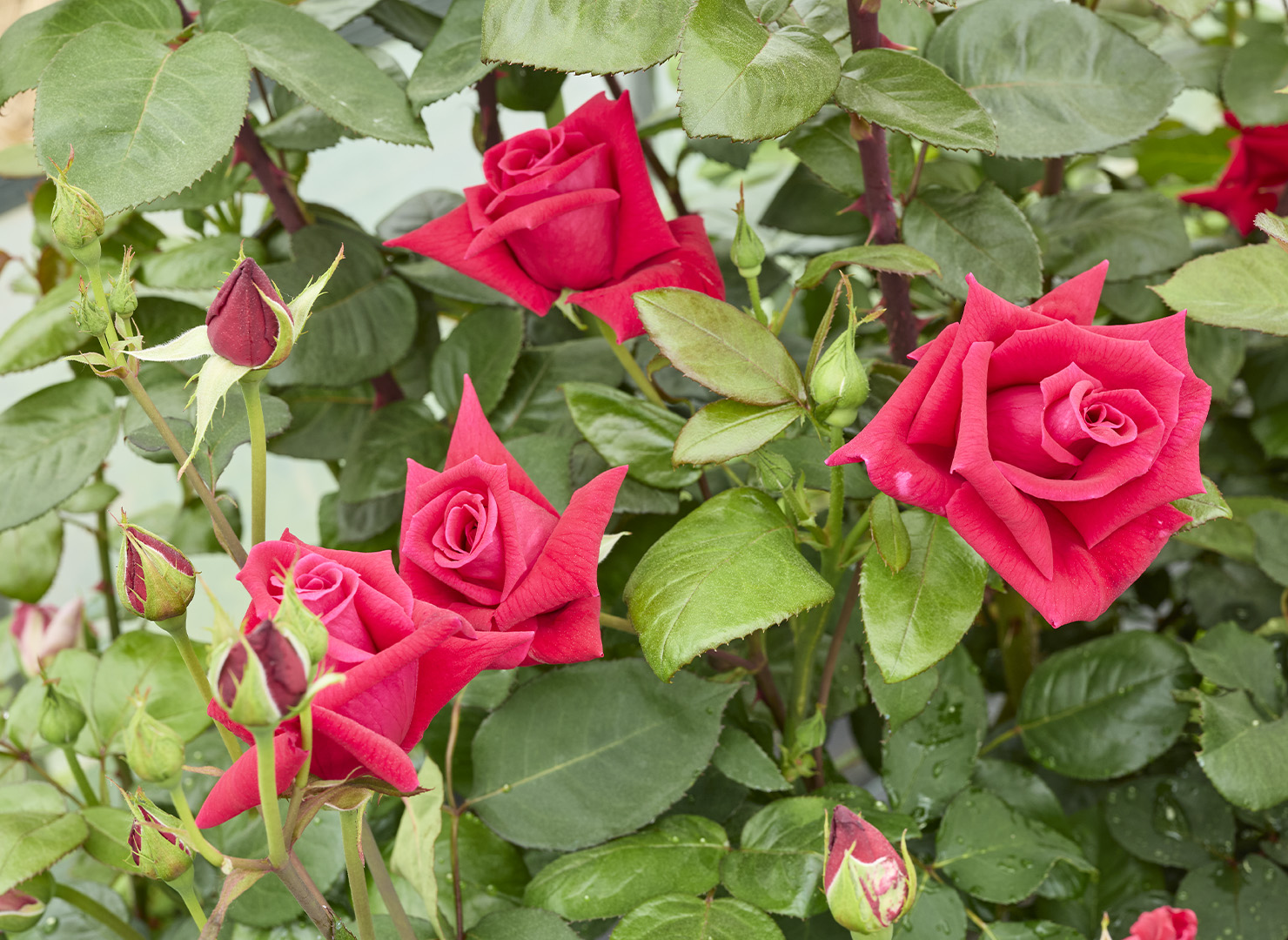 イナ ハークネス - Ena Harkness