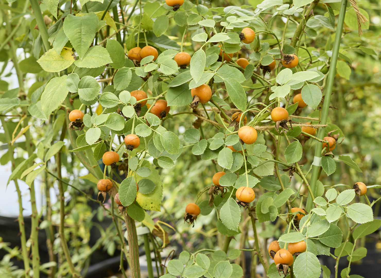 エルフルト - Erfurt