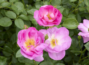 エスカペード - Escapade