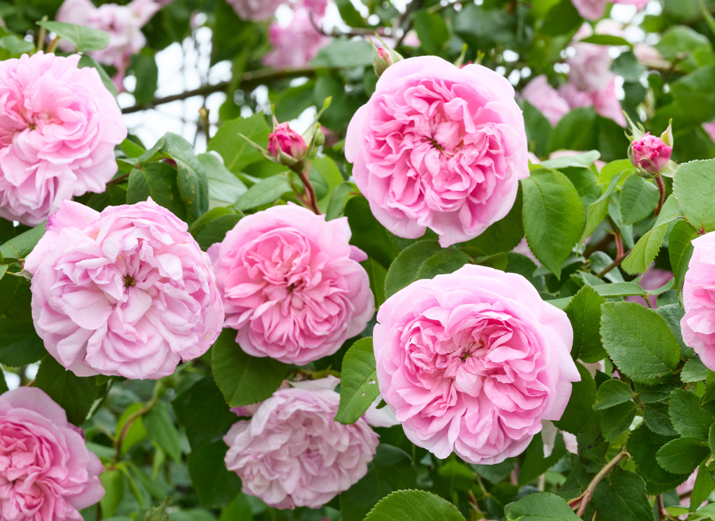 ファンタン ラトゥール - Fantin Latour