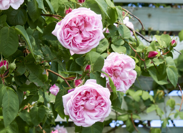 ファンタン ラトゥール – Fantin Latour