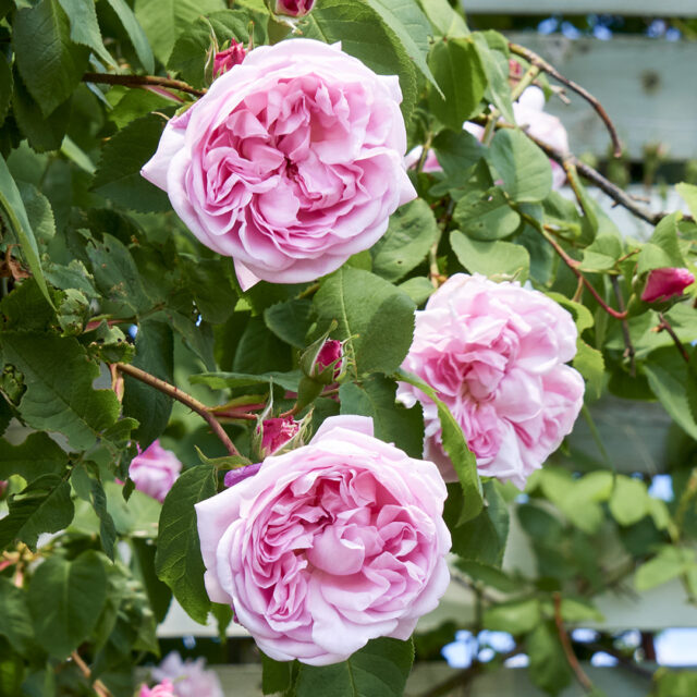 ファンタン ラトゥール - Fantin Latour