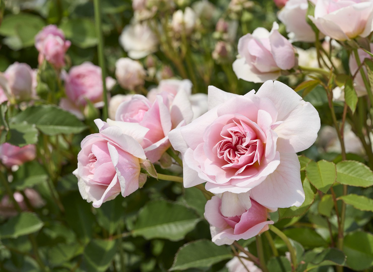 フェリシア – Felicia | 姫野ばら園八ヶ岳農場