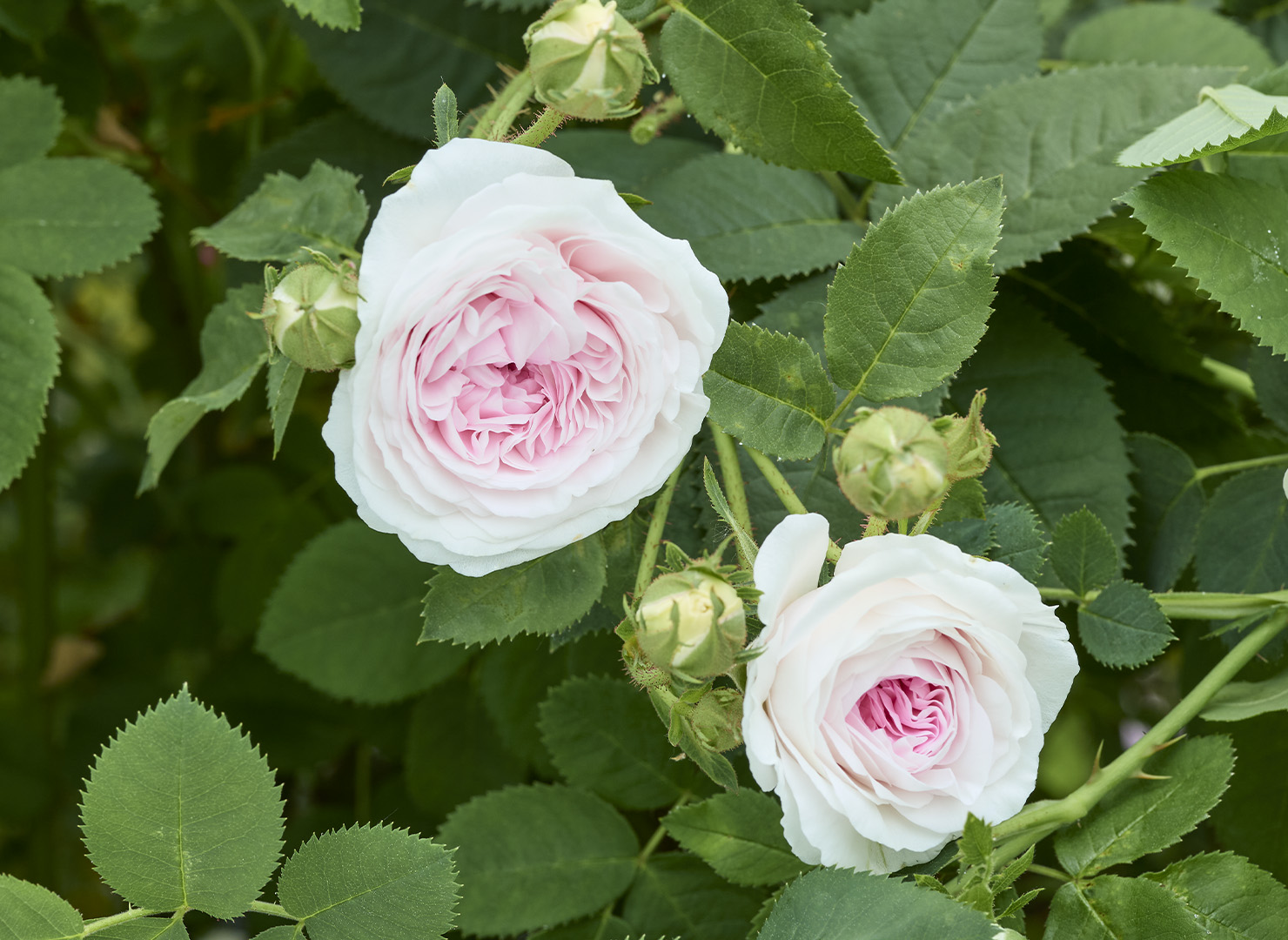 フェリシテ パルマンティエ - Félicité Parmentier