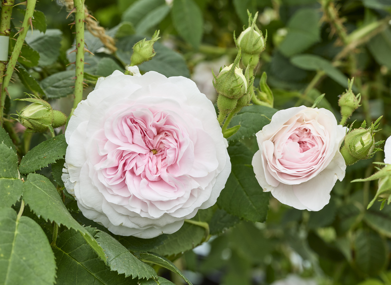 フェリシテ パルマンティエ - Félicité Parmentier