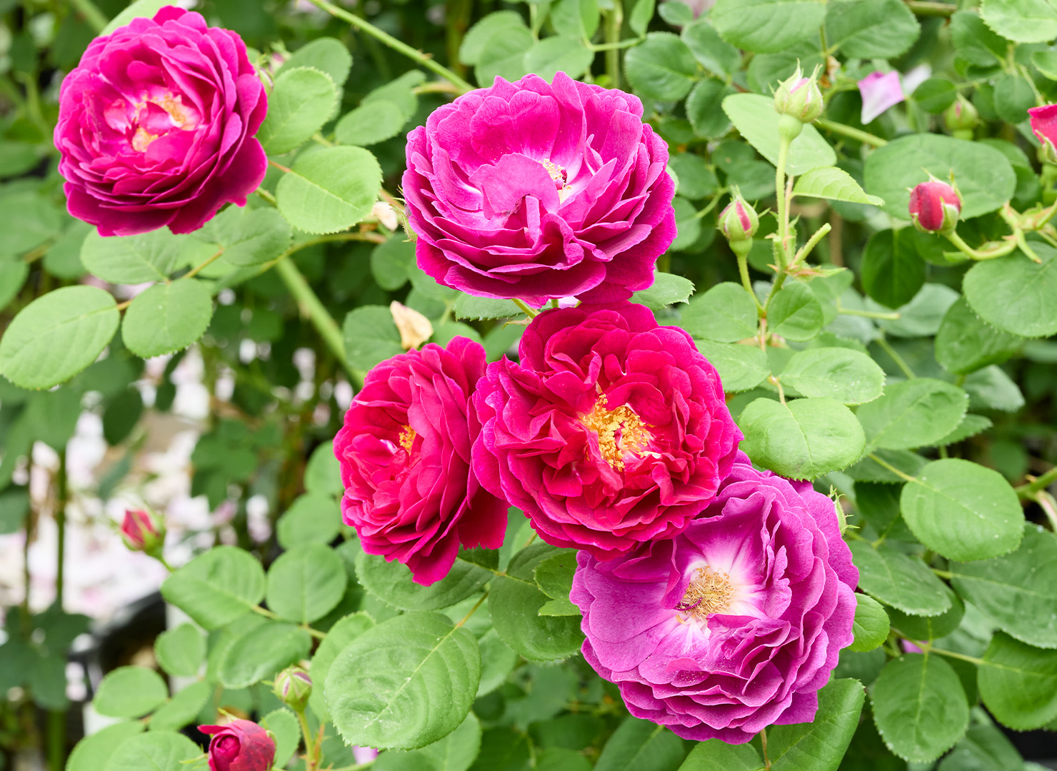 ジプシー ボーイ - Gipsy Boy