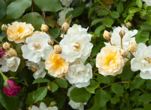 ゴールド フィンチ - Goldfinch