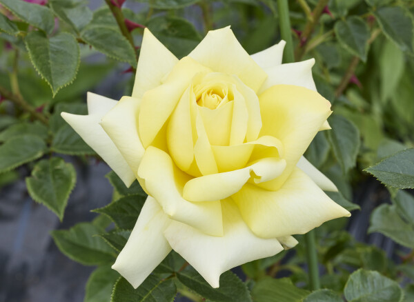 グランパ ディクソン – Grandpa Dickson