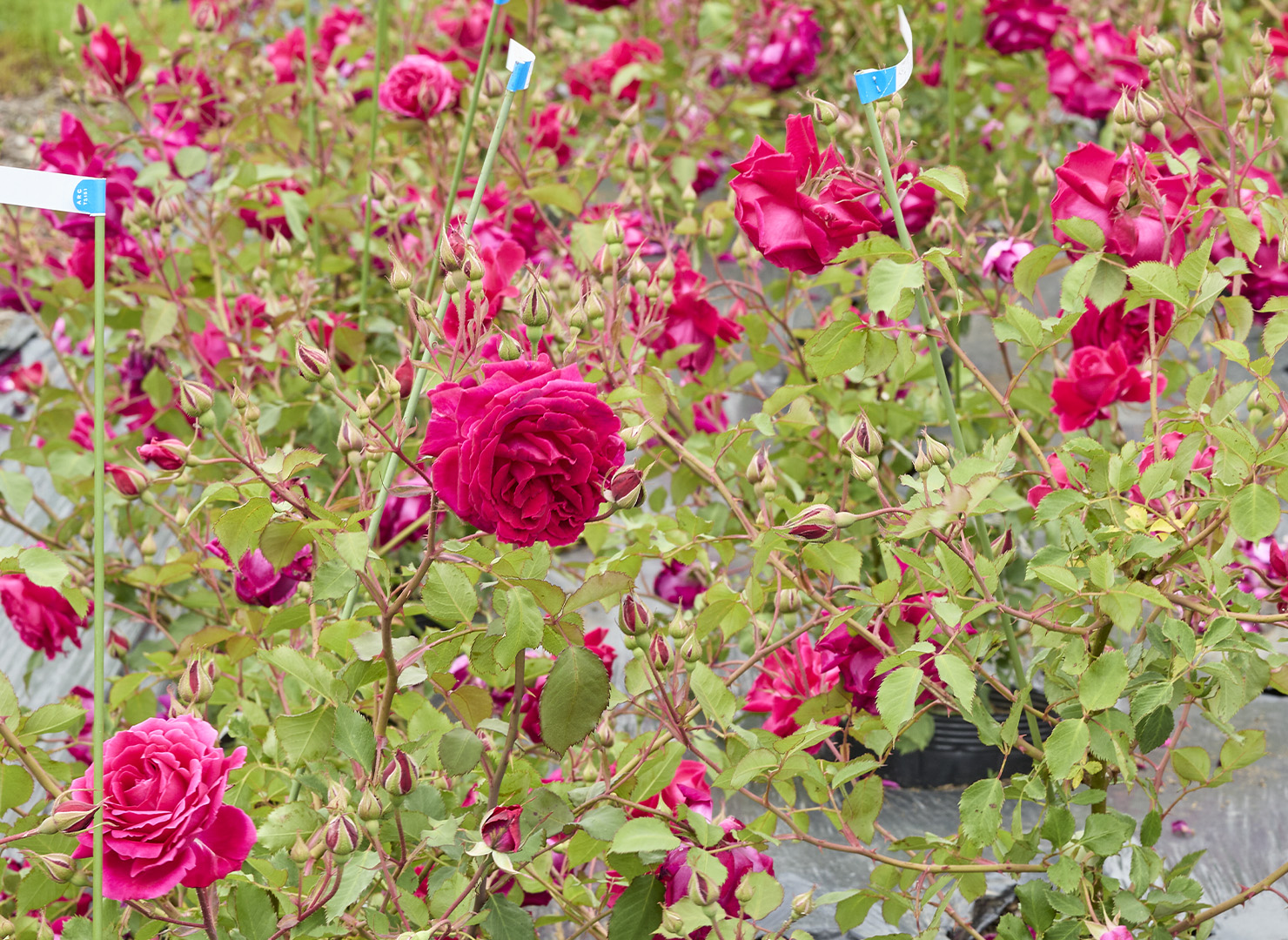 グルス アン テプリッツ - Gruss an Teplitz